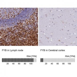 Anti-FYB antibody produced in rabbit 