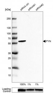 Anti-FYN antibody produced in rabbit 