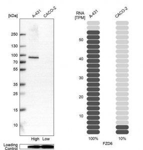 Anti-FZD6 antibody produced in rabbit 