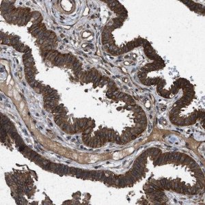 Anti-FZD6 antibody produced in rabbit 
