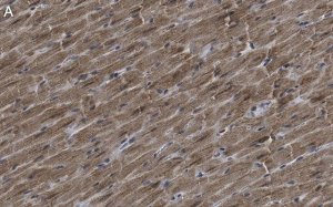 Anti-G0S2 Antibody, clone 2C13 ZooMAb Rabbit Monoclonal 