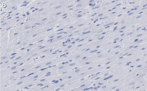 Anti-G0S2 Antibody, clone 2C13 ZooMAb Rabbit Monoclonal 