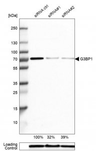 Anti-G3BP1 antibody produced in rabbit 