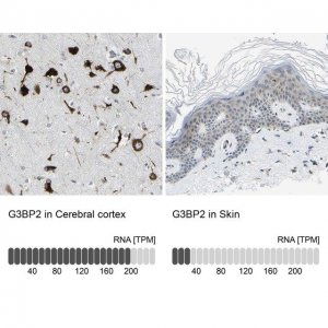 Anti-G3BP2 antibody produced in rabbit 