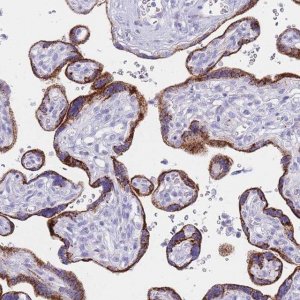 Anti-GAA antibody produced in rabbit 
