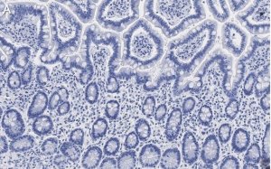 Anti-Gab1 Antibody, clone 4B20, ZooMAb Rabbit Monoclonal 