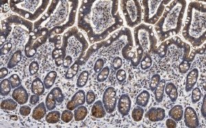 Anti-Gab1 Antibody, clone 4B20, ZooMAb Rabbit Monoclonal 