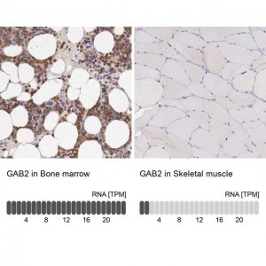 Anti-GAB2 antibody produced in rabbit 