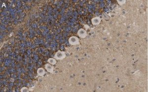 Anti-GABA Transporter-3 Antibody, clone 4E14 ZooMAb Rabbit Monoclonal 