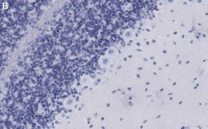 Anti-GABA Transporter-3 Antibody, clone 4E14 ZooMAb Rabbit Monoclonal 