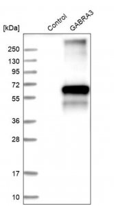 Anti-GABRA3 antibody produced in rabbit 