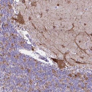 Anti-GAD1 antibody produced in rabbit HPA058412-100UL