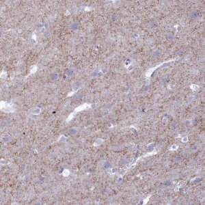 Anti-GAD2 antibody produced in rabbit 