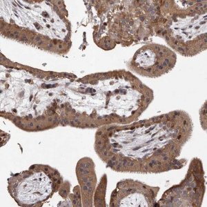 Anti-GADD45B antibody produced in rabbit 