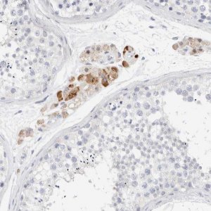 Anti-GADD45G antibody produced in rabbit HPA023606-100UL