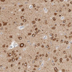 Anti-GADD45G antibody produced in rabbit HPA023606-100UL