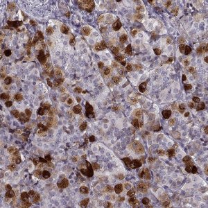 Anti-GAL antibody produced in rabbit 