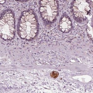 Anti-GAL antibody produced in rabbit 