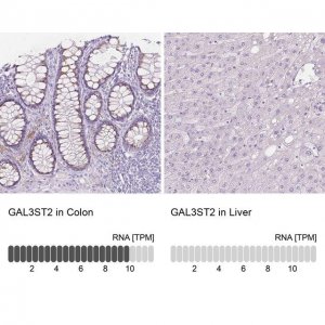 Anti-GAL3ST2 antibody produced in rabbit 
