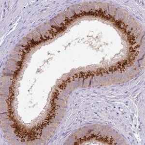 Anti-GALNT12 antibody produced in rabbit 