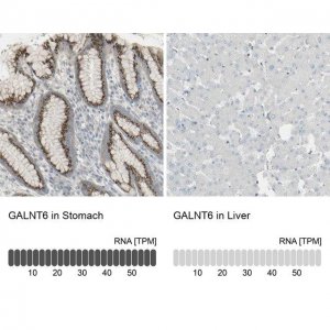 Anti-GALNT6 antibody produced in rabbit 