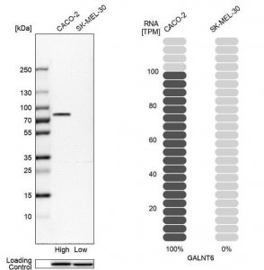Anti-GALNT6 antibody produced in rabbit 