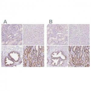 Anti-GALNT7 antibody produced in rabbit 