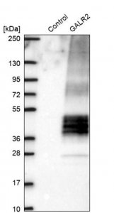 Anti-GALR2 antibody produced in rabbit 