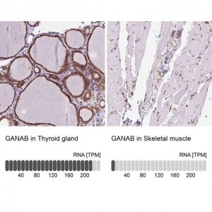 Anti-GANAB antibody produced in rabbit 