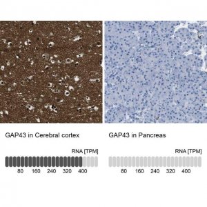 Anti-GAP43 antibody produced in rabbit 