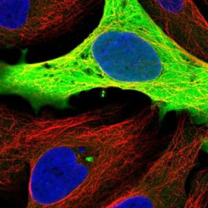 Anti-GAPDH antibody produced in rabbit HPA061280-100UL