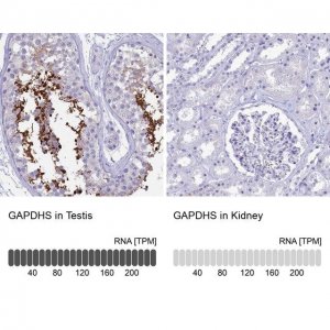 Anti-GAPDHS antibody produced in rabbit 
