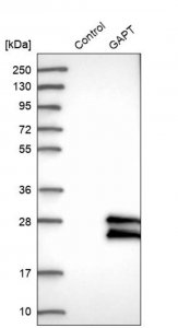 Anti-GAPT antibody produced in rabbit HPA011070-100UL