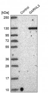 Anti-GARNL3 antibody produced in rabbit 
