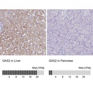 Anti-GAS2 antibody produced in rabbit 
