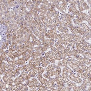 Anti-GAS2 antibody produced in rabbit 