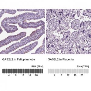 Anti-GAS2L2 antibody produced in rabbit 