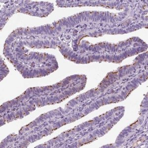 Anti-GAS2L2 antibody produced in rabbit 