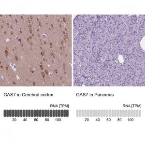 Anti-GAS7 antibody produced in rabbit 