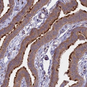 Anti-GAS8 antibody produced in rabbit 