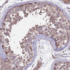 Anti-GAS8 antibody produced in rabbit 