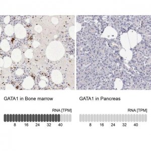Anti-GATA1 antibody produced in rabbit HPA000232-100UL