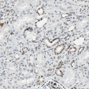 Anti-GATA2 antibody produced in rabbit 