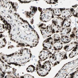 Anti-GATA2 antibody produced in rabbit 