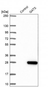 Anti-GATS antibody produced in rabbit 