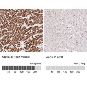 Anti-GBAS antibody produced in rabbit 