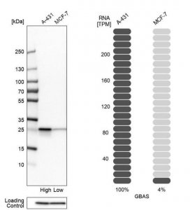 Anti-GBAS antibody produced in rabbit 