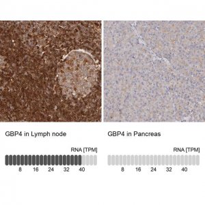 Anti-GBP4 antibody produced in rabbit 