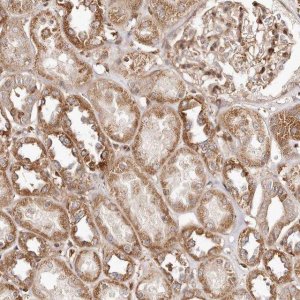 Anti-GBP4 antibody produced in rabbit 