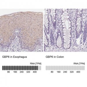 Anti-GBP6 antibody produced in rabbit 